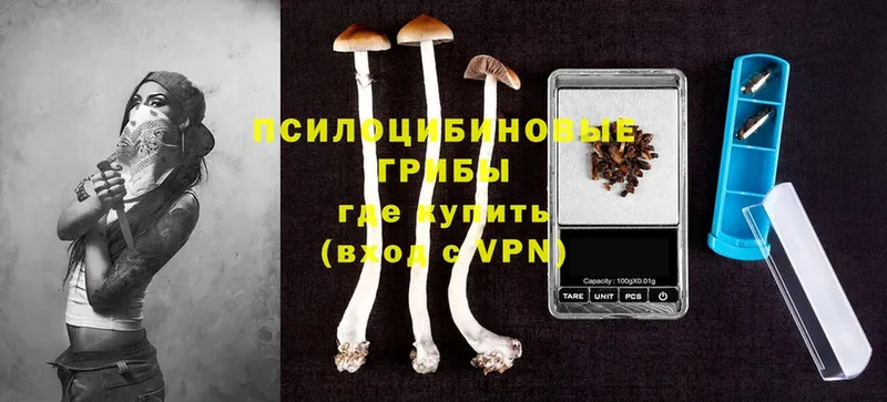 Псилоцибиновые грибы Cubensis  Богданович 